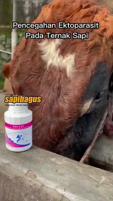 Pencegahan-Ektoparasit-Pada-Ternak-Sapi-